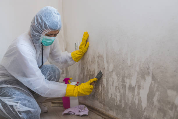 Best Mold Testing and Inspection Services in Elizabeth City, NC