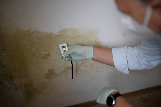 Best Insurance-Related Mold Remediation in Elizabeth City, NC