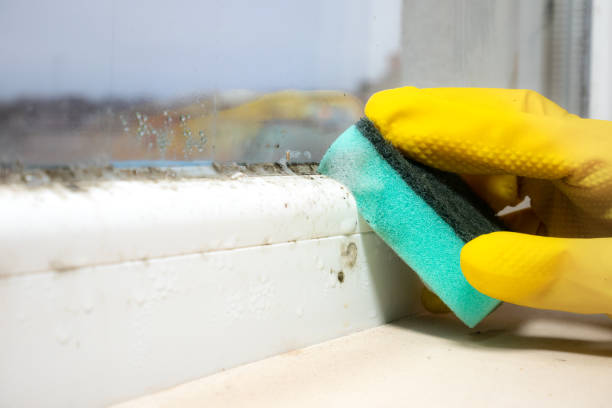 Best DIY Mold Remediation Support Services in Elizabeth City, NC